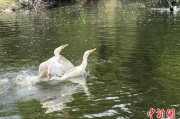 助妻为乐吉林：罕见白鸬鹚连续两年“故地重游”