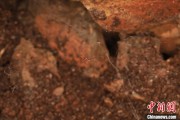 助妻为乐江西发现蜘蛛新物种 为研究呵叻蛛属适应区域提供依据
