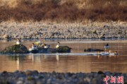 助妻为乐歙县完成安徽首个县域生物多样性调查 共记录物种近4千种